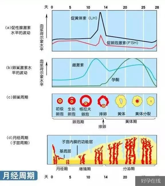 性激素六项的临床意义