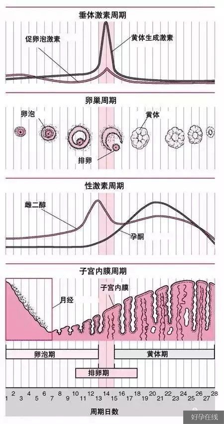 性激素六项与卵巢功能之间的关系