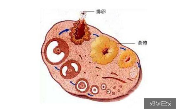 促黄体生成素偏高