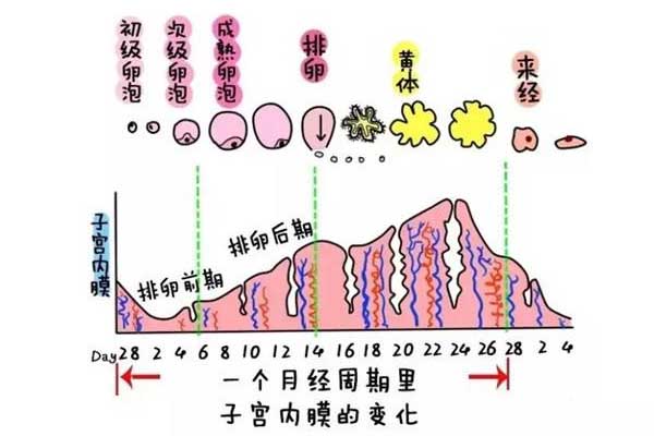 不同时期的子宫内膜厚度