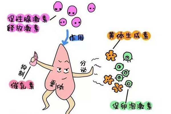 促卵泡生成激素的作用